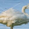 white swan on water during daytime