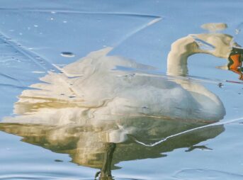 white swan on water during daytime