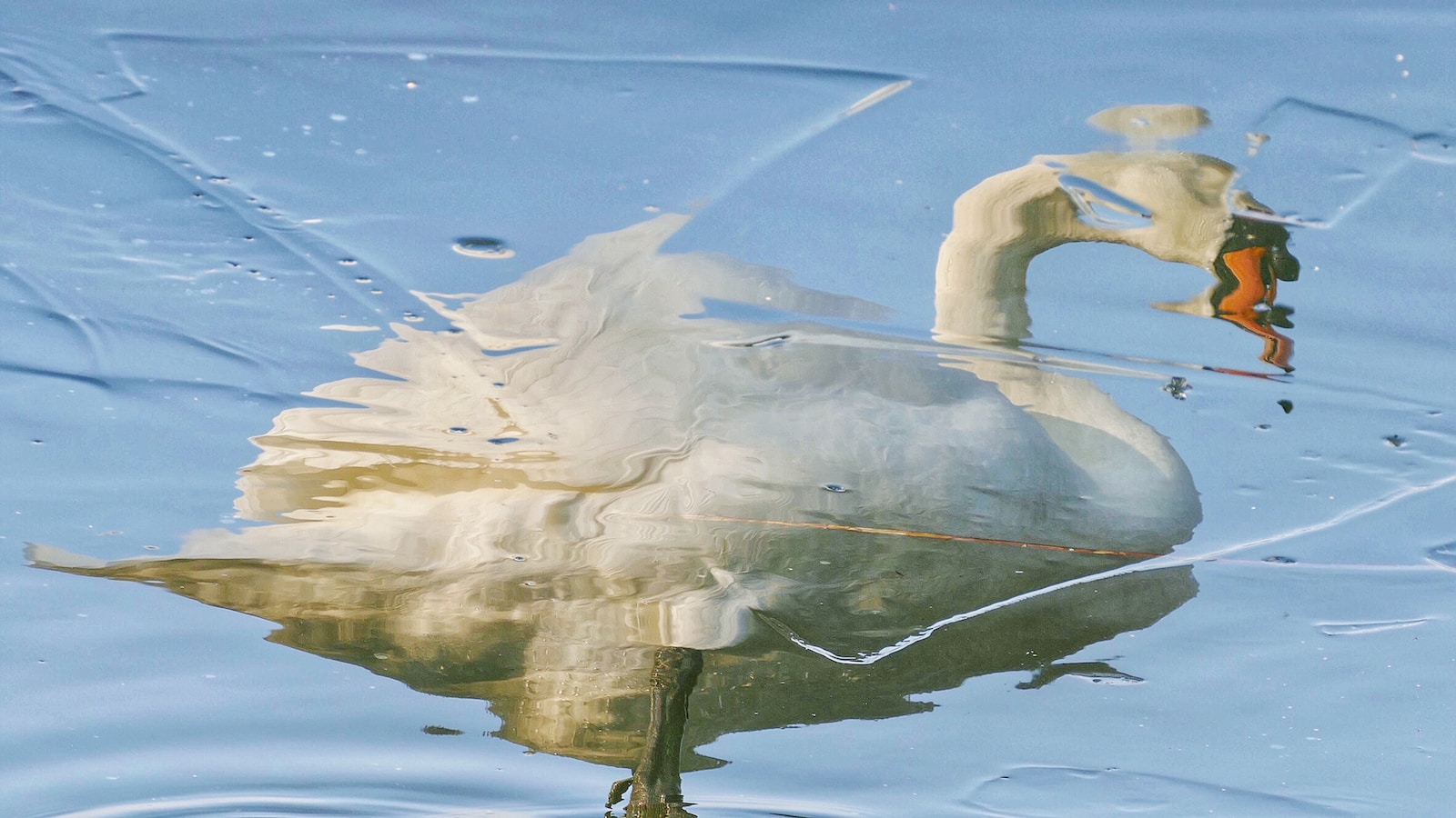 white swan on water during daytime