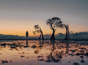 a person standing on a beach next to trees