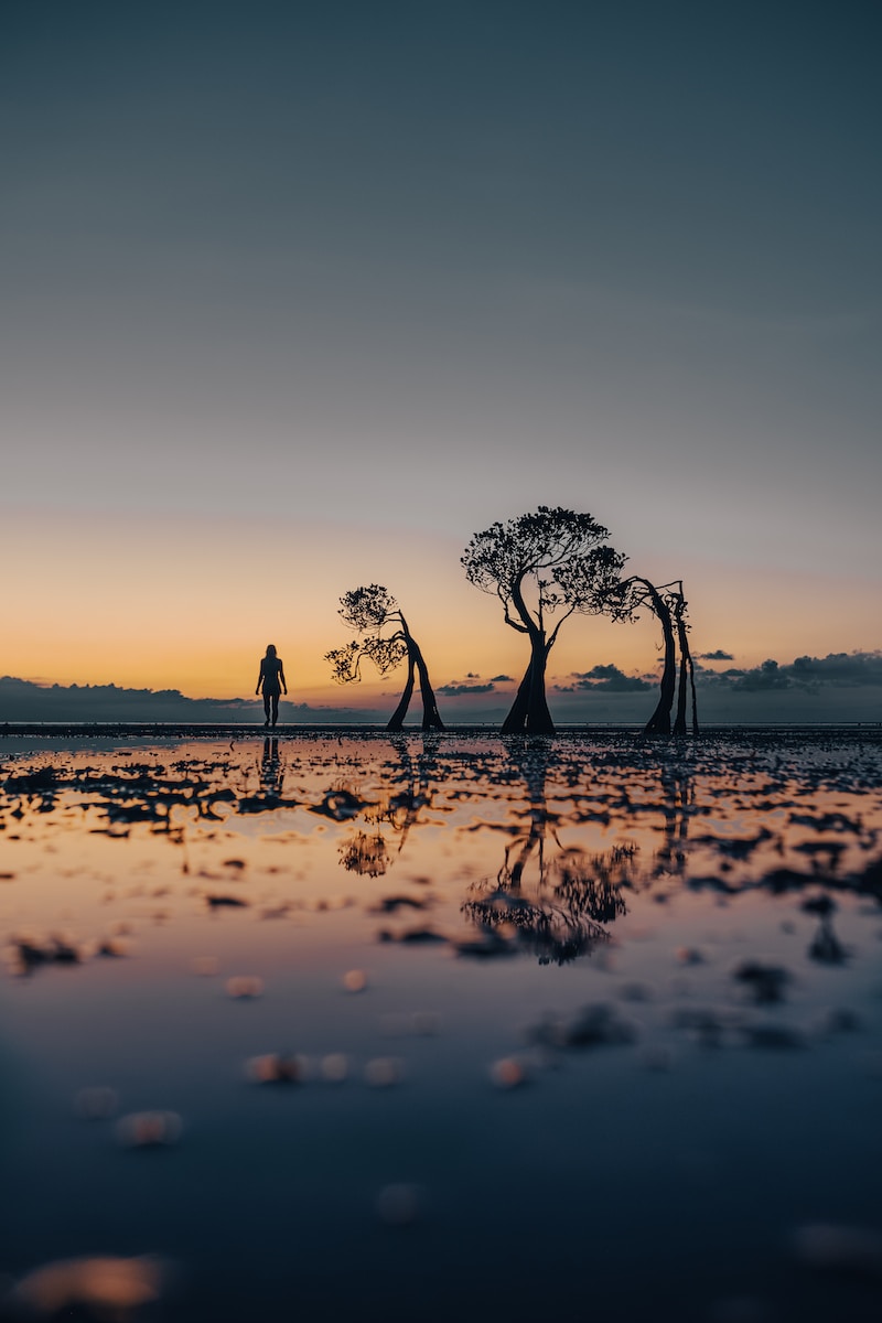 a person standing on a beach next to trees